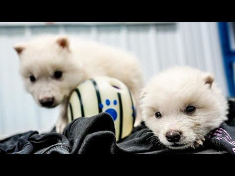 Research company brings dire wolf back to life after 12,000 years