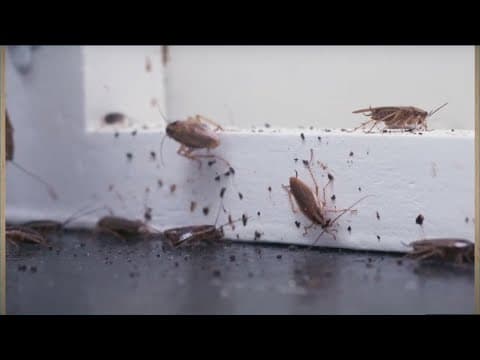 293 eateries closed for vermin in San Diego this fiscal year