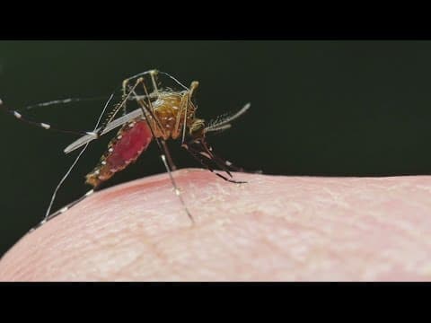 3 things to know about West Nile Virus as Maryland detects its first case