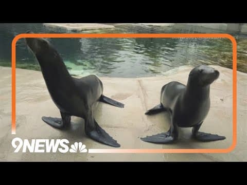 Denver Zoo to open new home for their California sea lions
