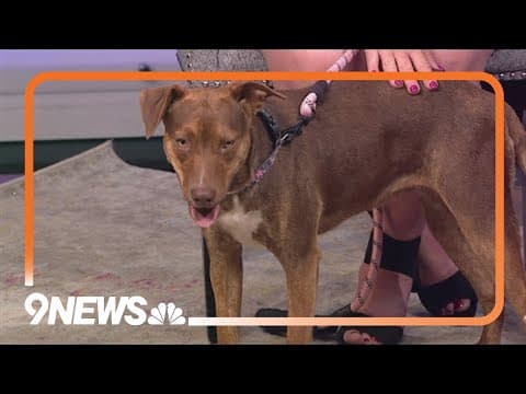 Meet Hazelnut: A loveable, easygoing and active dog