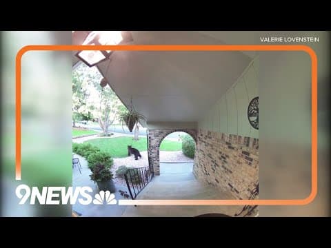 Doorbell cam shows bear wandering through Colorado neighborhood
