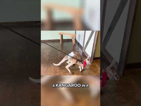 Kangaroo goes to the chiropractor