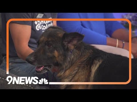 What to know about NBC's 'Clear the Shelters' campaign