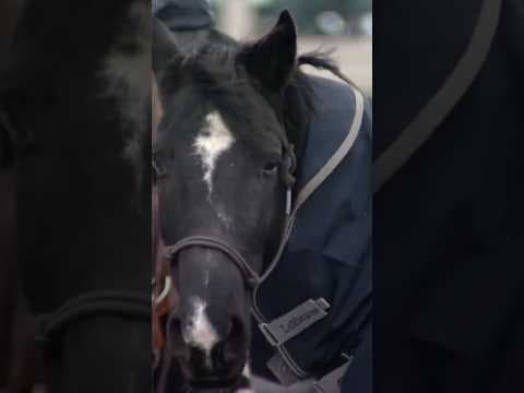 National Western Stock Show Parade Returns in Denver