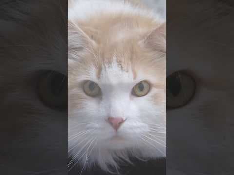 YouTube thumbnail for video AGzhcJ3hzVM
