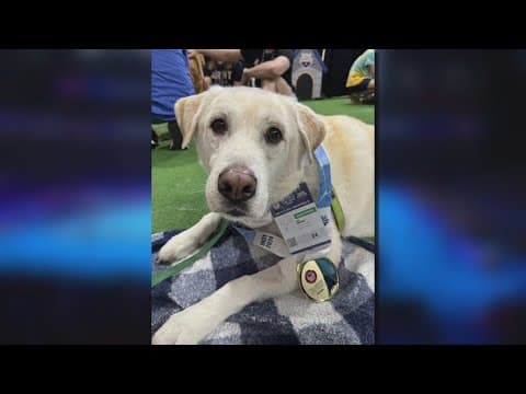 Team USA Swimming's honorary member, U.S. Swim Trials therapy dog Izzo dies