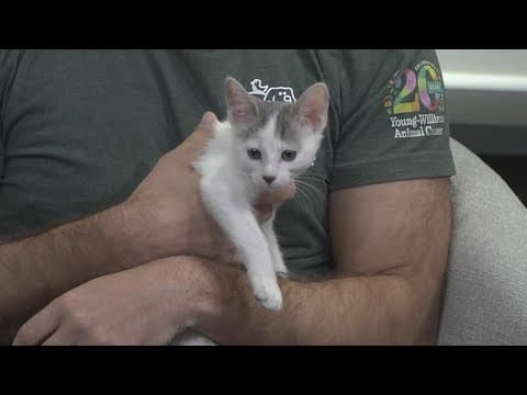 Pet of the Week: Ferneus, Fern and Felicity