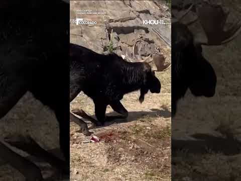 Wildlife officers jumped into action to rescue a moose that had gotten stuck in a canal.