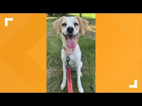 Pets of the Week: 8-23-2025
