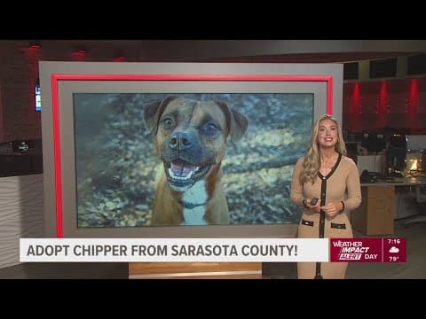 Give Chipper from Sarasota County a fur-ever home!