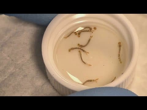 Hillsborough health officials investigate locally-acquired dengue fever