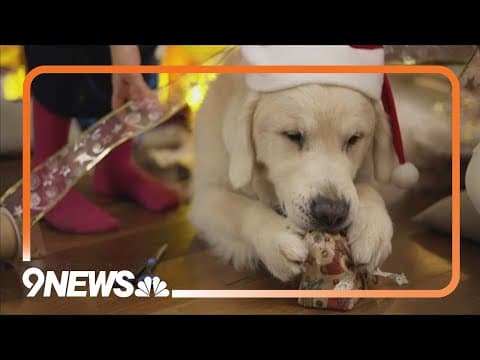 Celebrating pets during the holiday season: How to include furry friends in the festivities