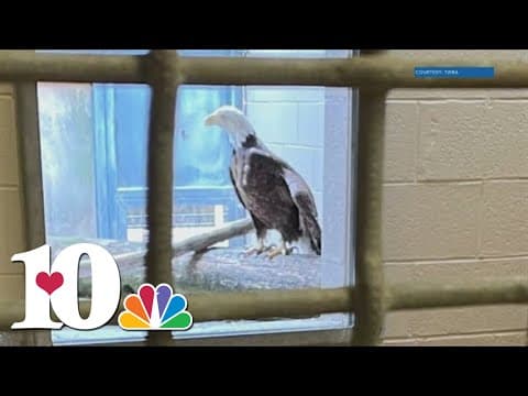 U.S. Fish and Wildlife Service looking for person who shot bald eagle