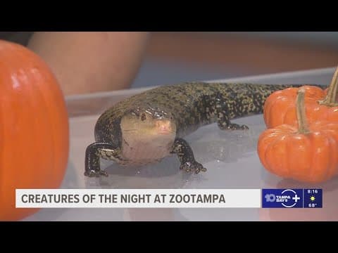 Creatures of the Night brings family-friendly haunts to ZooTampa