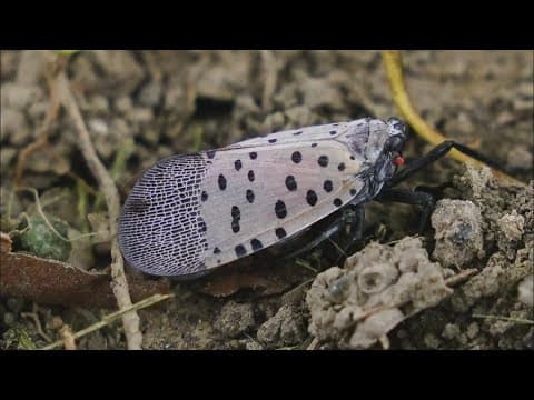 Why you may be noticing more spotted lanternflies around the DC region