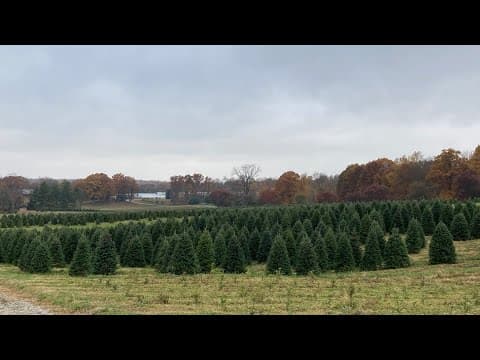 Christmas tree farm in Licking County reopens after fire