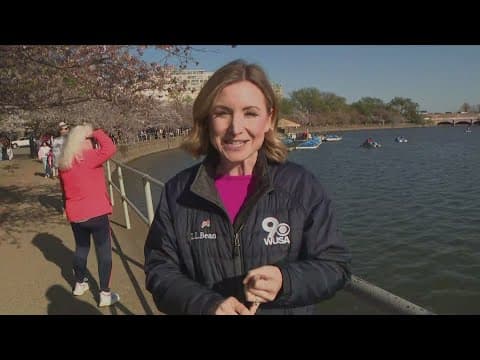 "One of the shortest peaks" | Meteorologist explains what happened to cherry blossoms