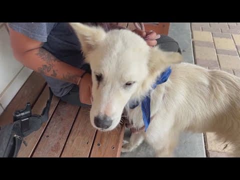 Texas Hill Country pets being moved to Houston, other cities