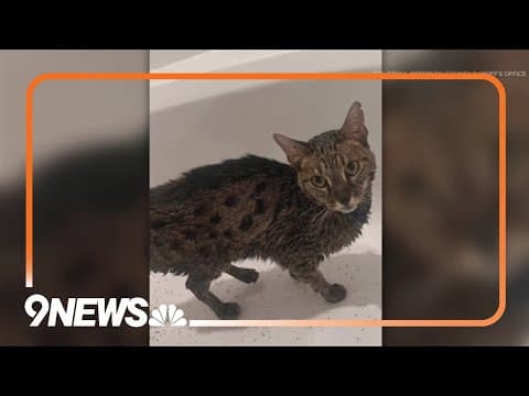 Cat rescued near Quarry Fire in Jefferson County