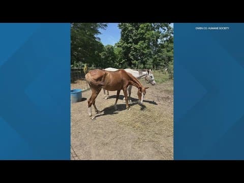 Nearly 350 animals seized from Owen County home after alleged abuse