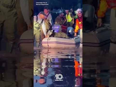 Dog rescued in Clearwater after Hurricane #Milton #10tampabay #tampabay