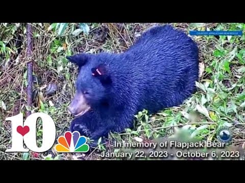 Appalachian Bear Rescue announce two bear cub deaths in less than a week