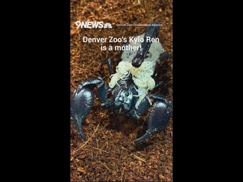 Kylo Ren the scorpion surprises Denver Zoo with babies
