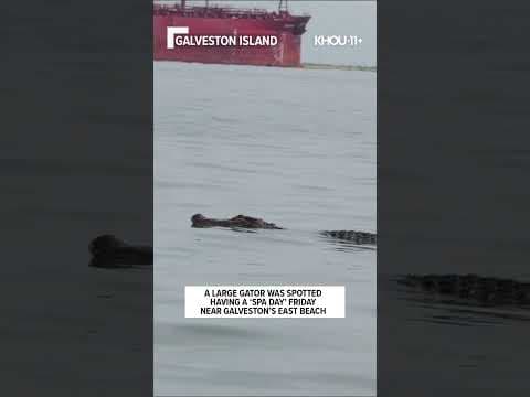 Gator hanging out in Galveston