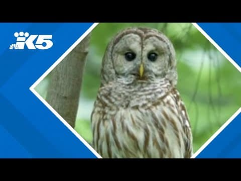 YouTube thumbnail for video B29Oe54DRYQ