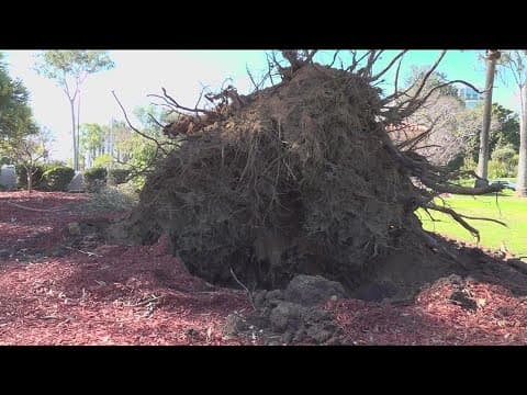 Decaying trees were reported but ignored before recent parade of strong winds