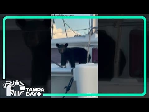 Bear wanders around on boat in Florida