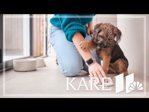 5 misconceptions about housebreaking your puppy