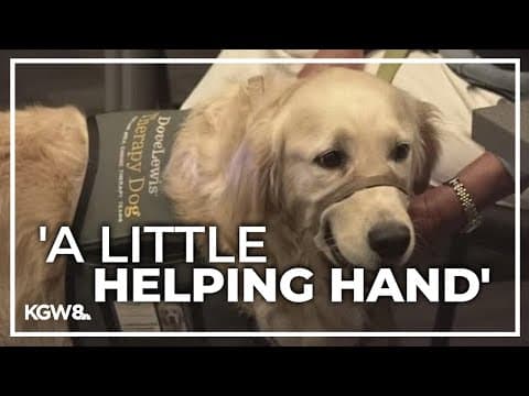 Therapy dogs practice helping victims testifying in courtrooms