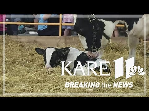 Bird flu prompts change at State Fair's 'Miracles of Birth' barn