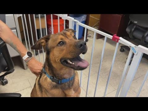 Uptick in canine virus causes SDHS to limit intake of owner-surrendered pets