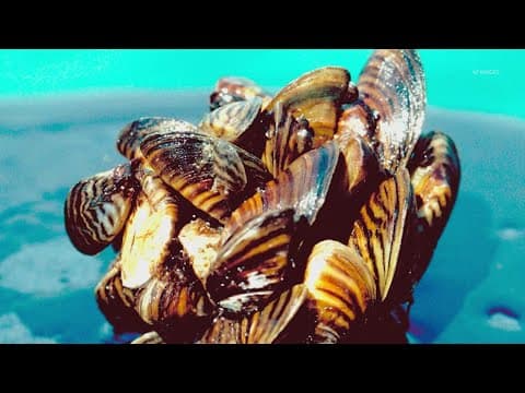 Texas lake infested with invasive zebra mussels