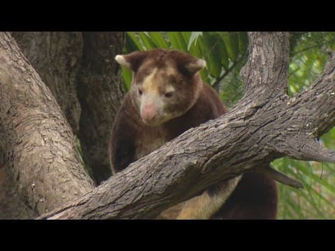 Zoo Day | Tree Kangaroos at the San Diego Zoo Safari Park