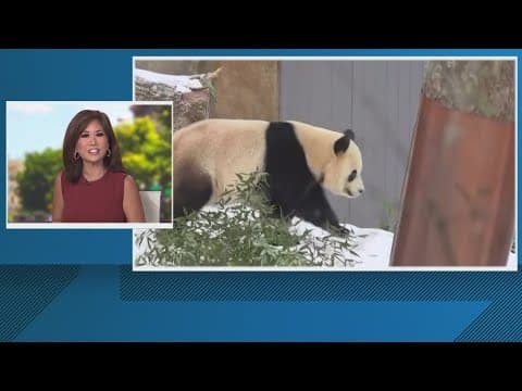 Qing Bao turns 4 tomorrow!