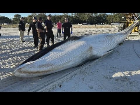 Scientists study whale that washed up on Mississippi Gulf Coast