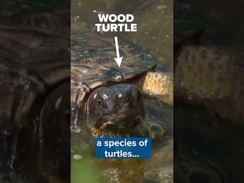 How are scientists saving Minnesota’s wood turtle population? In part, with lottery ticket dollars.