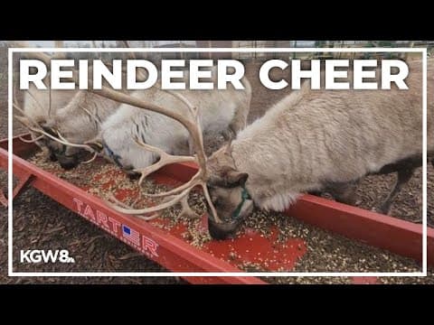 Klickitat County reindeer farm brings holiday magic