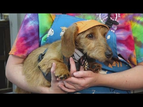 Celebrating 'Take Your Dog to Work Day' at a dog-grooming business