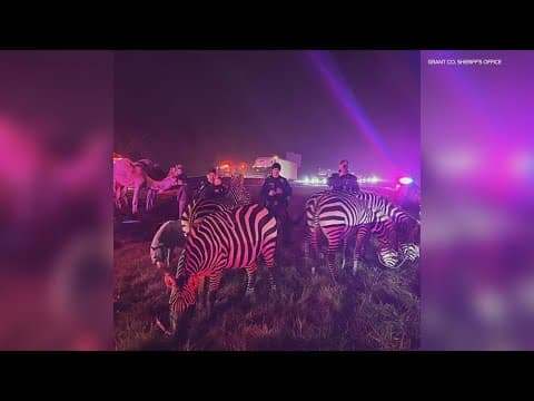Zoo animals rescued from semi on fire