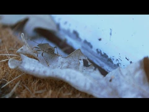 What to know about stinkbugs this season