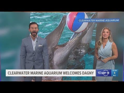 Clearwater Marine Aquarium welcomes new dolphin