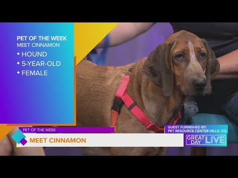 Pet of the Week: Let's get Cinnamon adopted