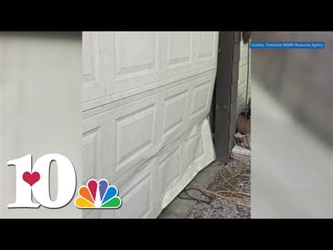 Appalachian Bear Rescue takes in 3 new cubs, 20 cubs rescued this year