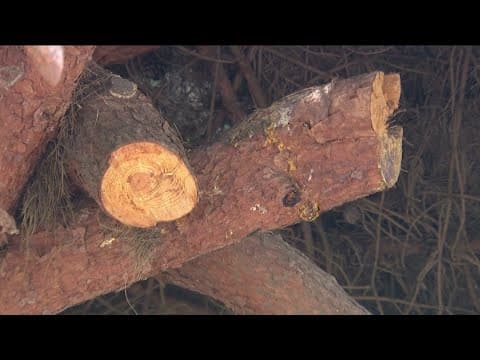 Residents concerned about safety due to large tree limbs in La Jolla Shores