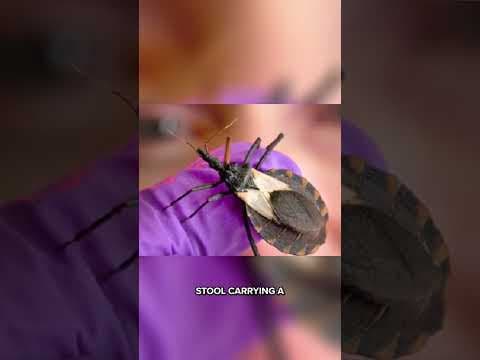 'Kissing bug' | CDC warns of deadly bug that is native to Indiana